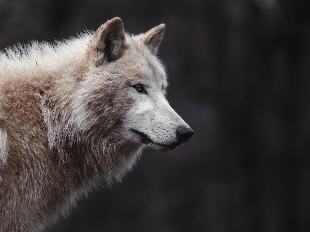 Beige Wolf Profile