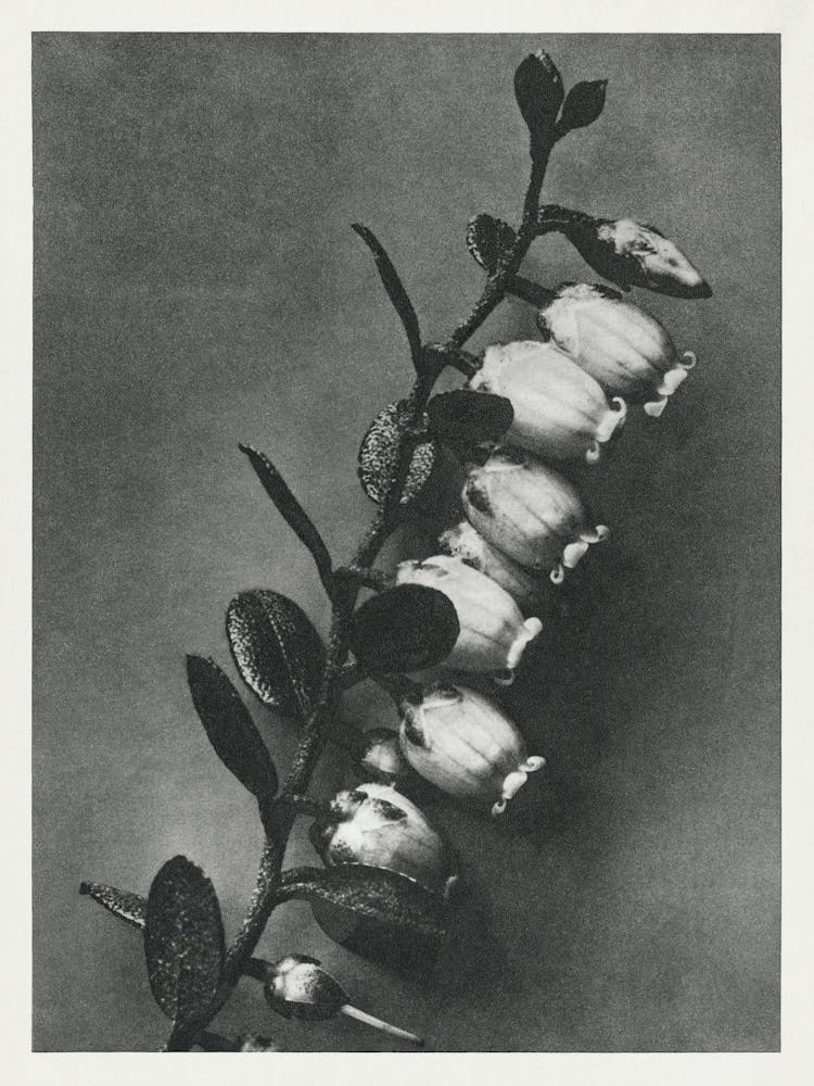 Lyonia Calyculata (1928), Karl Blossfeldt