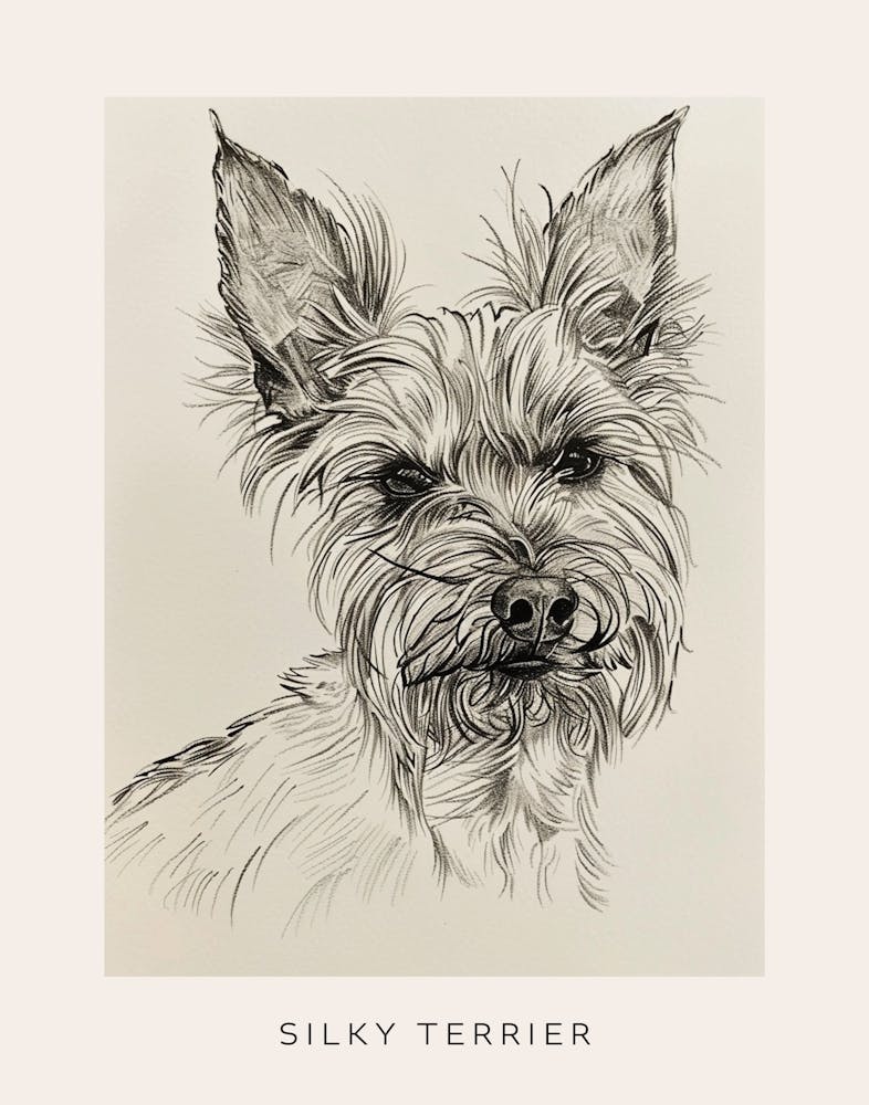 Silky Terrier Dog Line Sketch 1 Poster