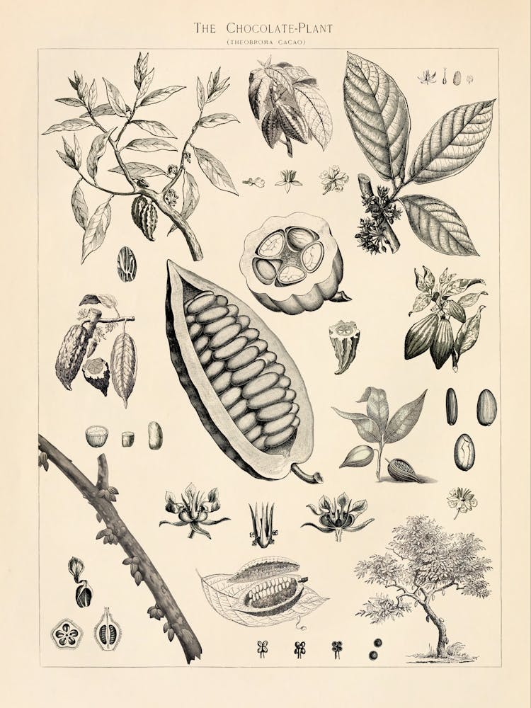 Cacao Vintage Illustration