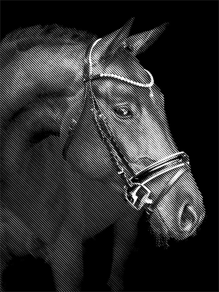 Horse Line Art 1