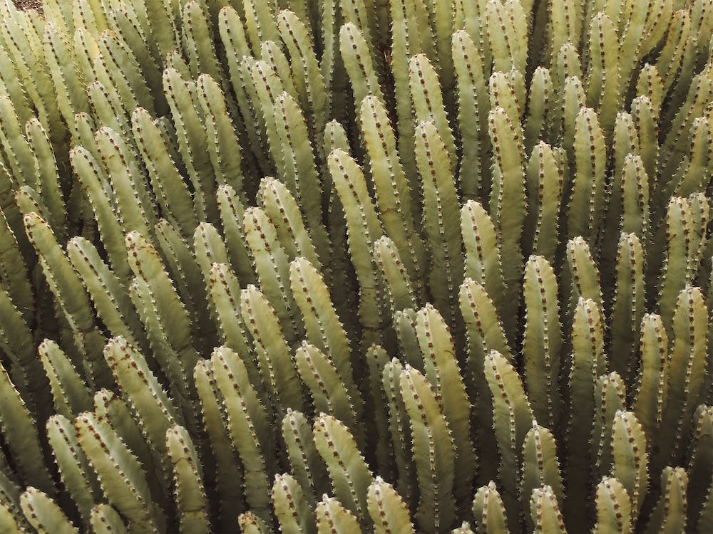 Green Cactus Scenery