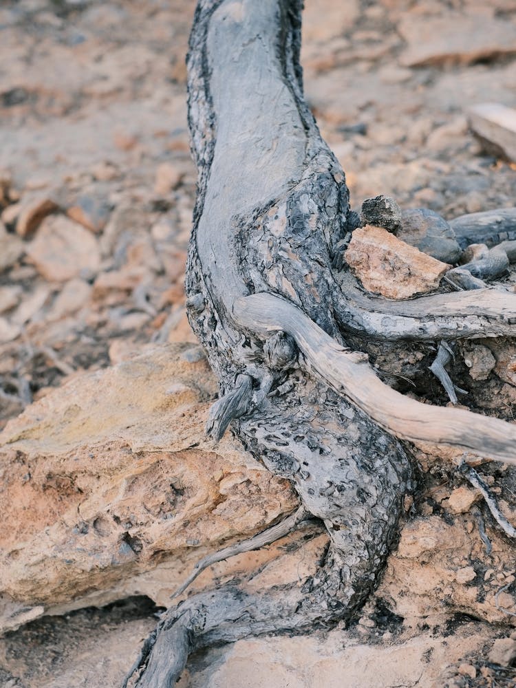Grey Tree Root // Ibiza Nature Photography