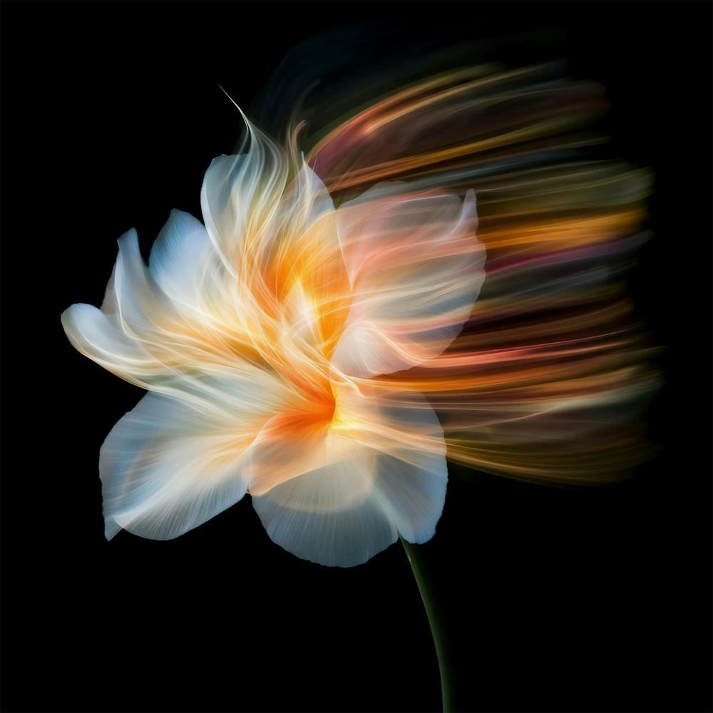 Flower In Motion