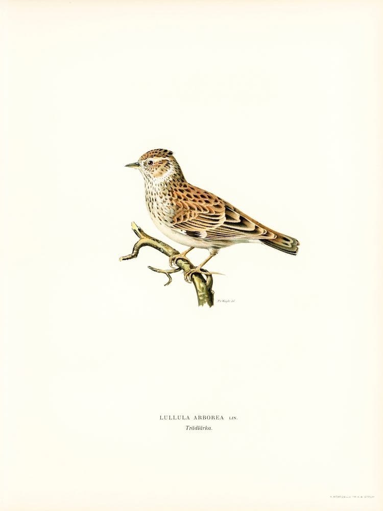 Woodlark, The Von Wright Brothers