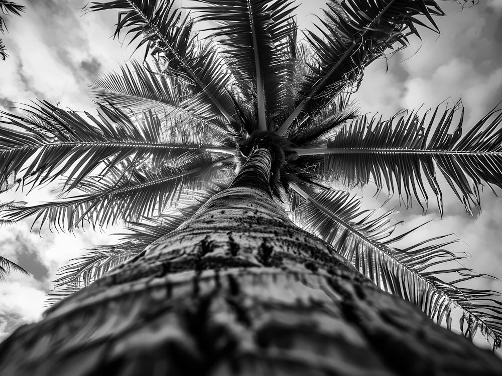 Black And White Palm Tree 4