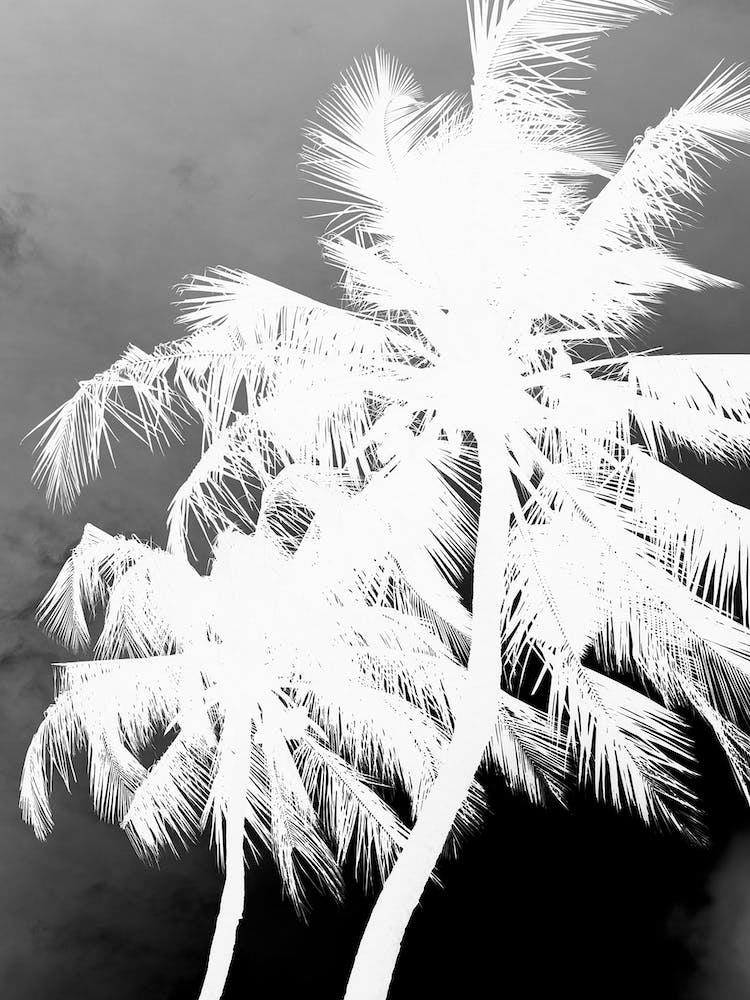 Coco Island 01jpg