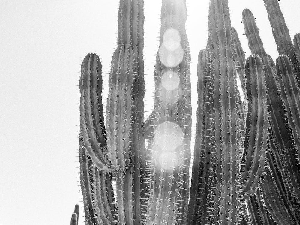 Out West II