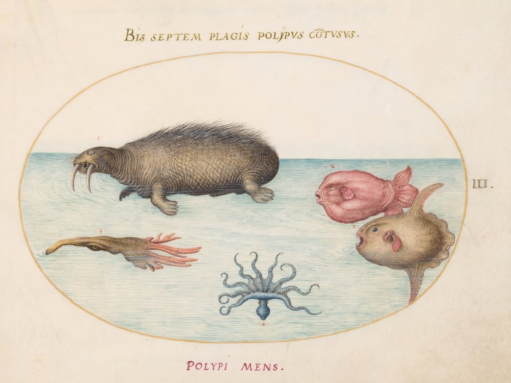 Animalia Aqvatilia Et Cochiliata, Joris Hoefnagel 3