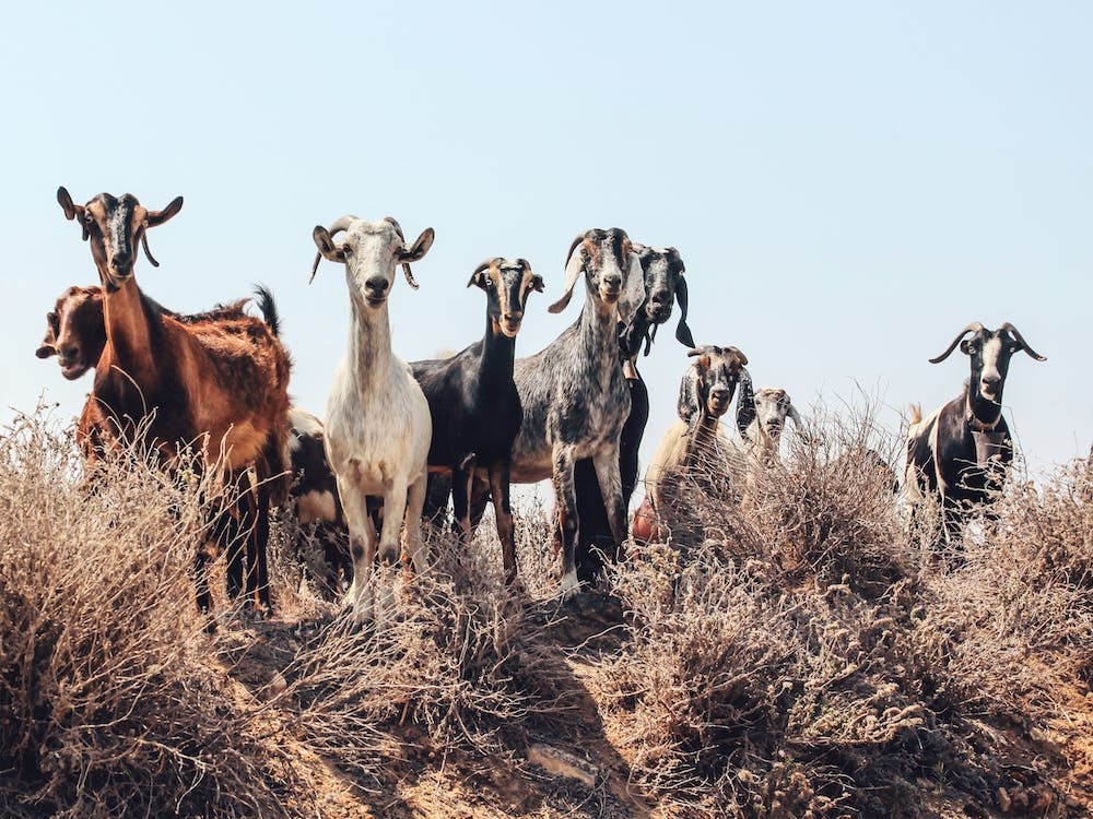 Countryside Goats