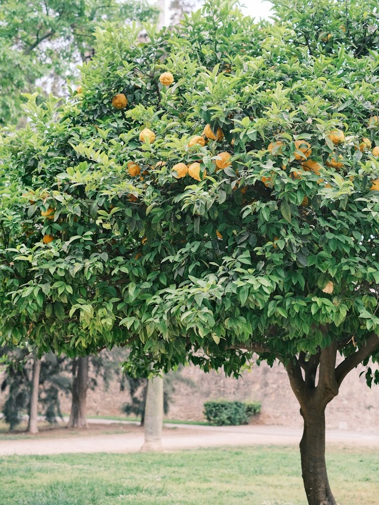 Orange Tree In The Park //  Valencia, Spain, Travel Photography