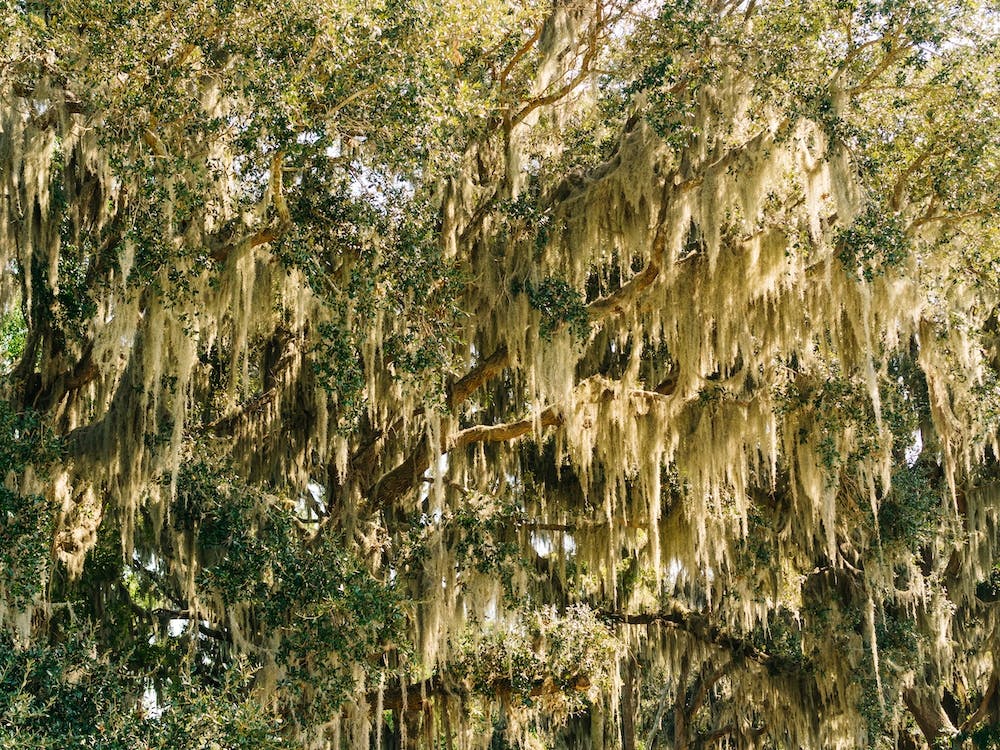 Savannah Spanish Moss XVI