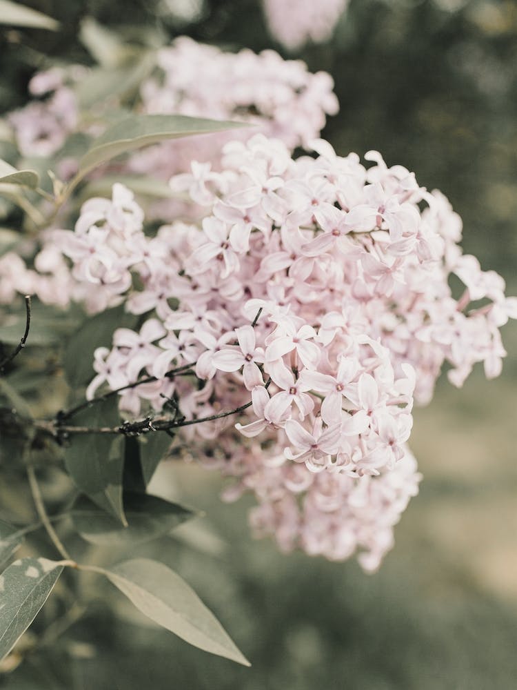 Lilac Hydrangea
