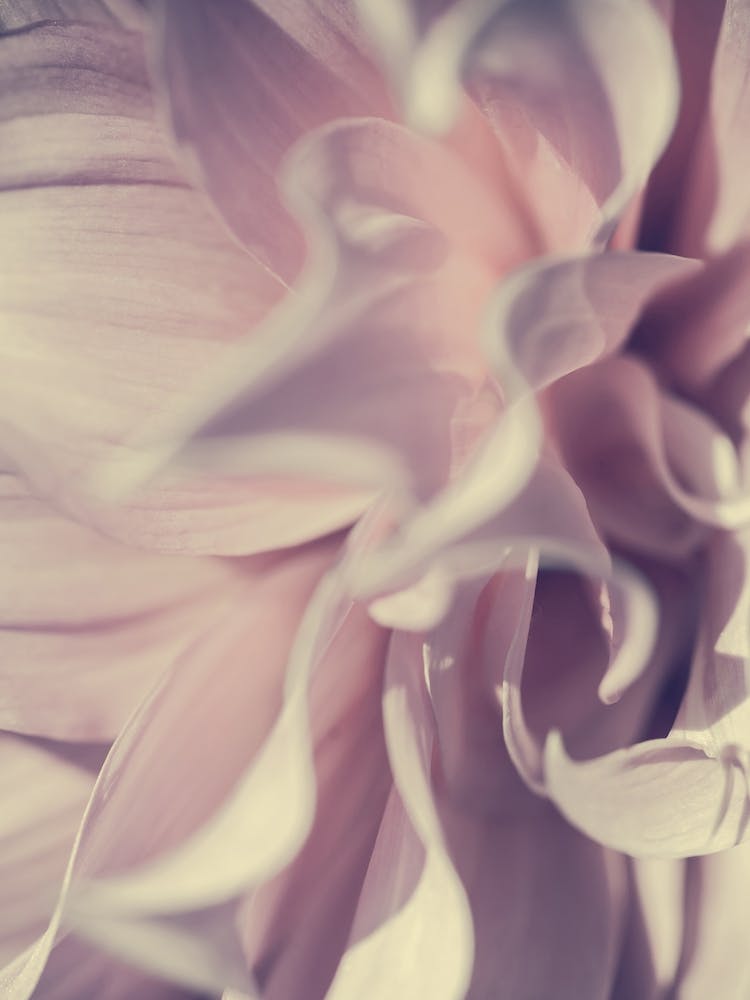 Pink Blossom