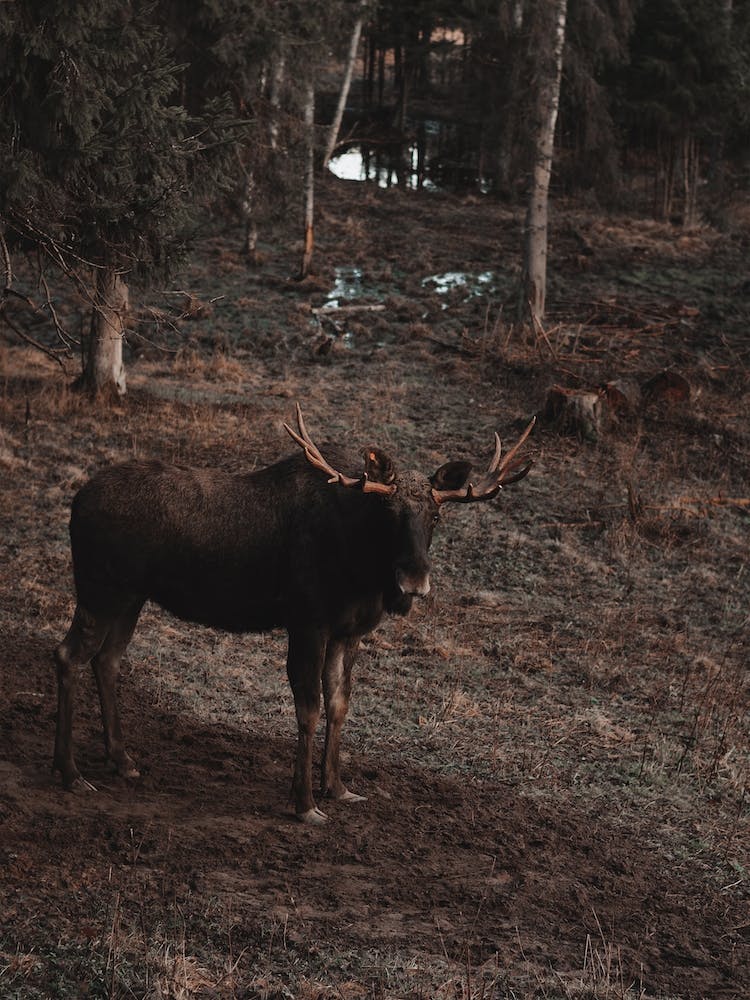 Elch in der Wildnis