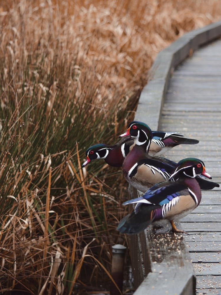 Wood Duck In Swamp