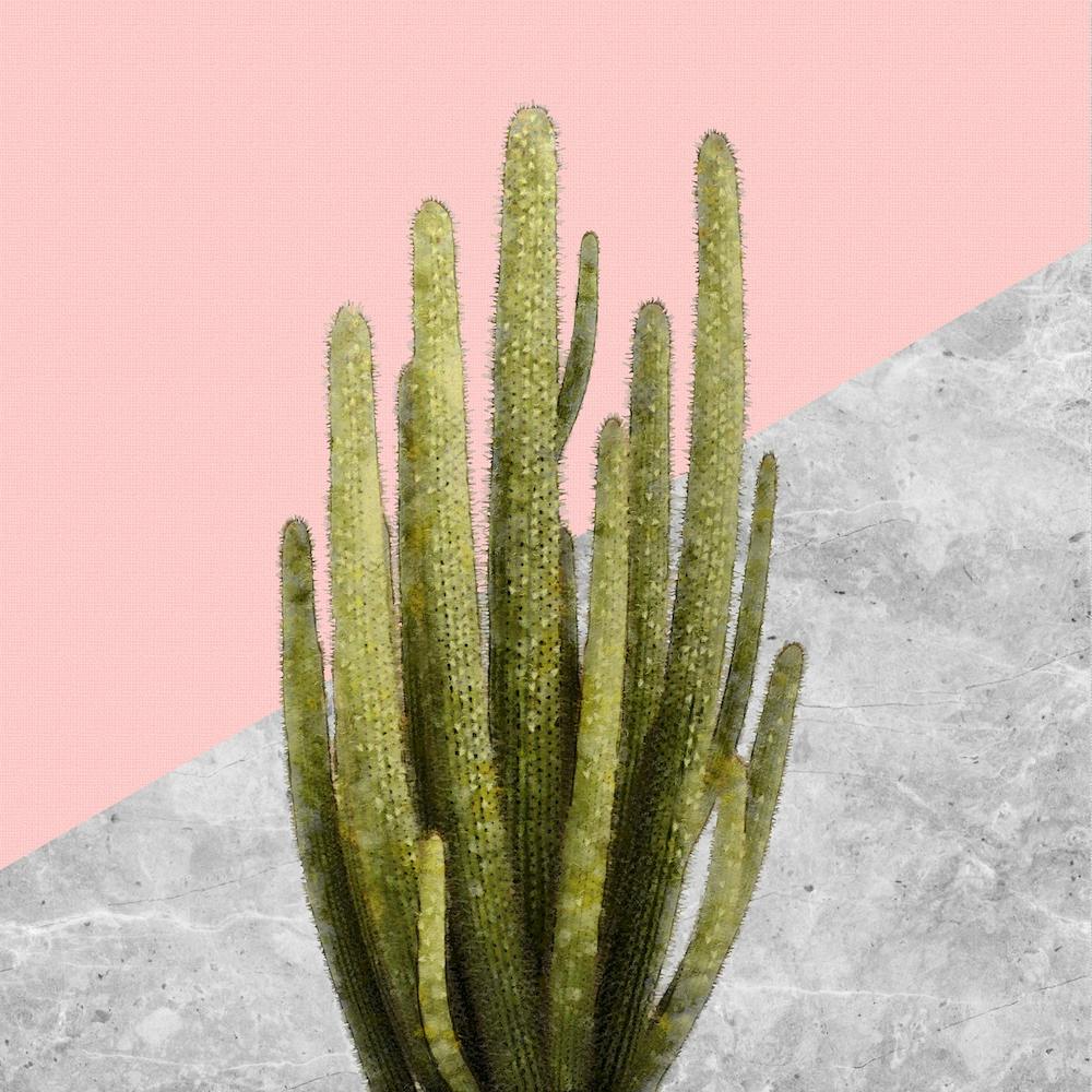Cactus on Pink and Grey Marble Wall
