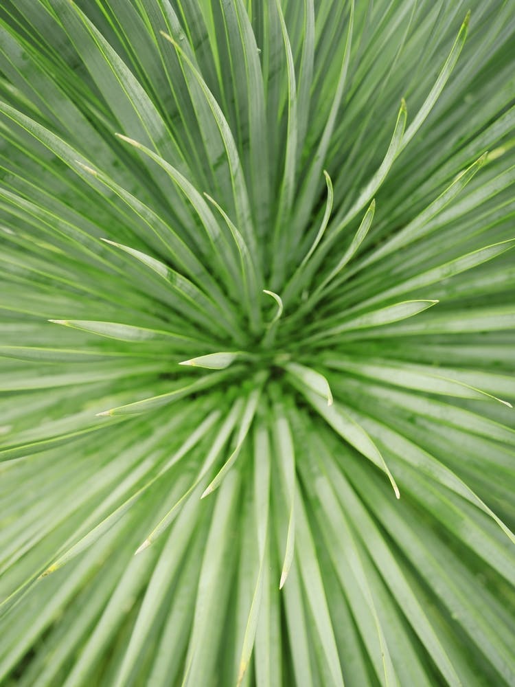Close up green Palm Tree // Nature Photography