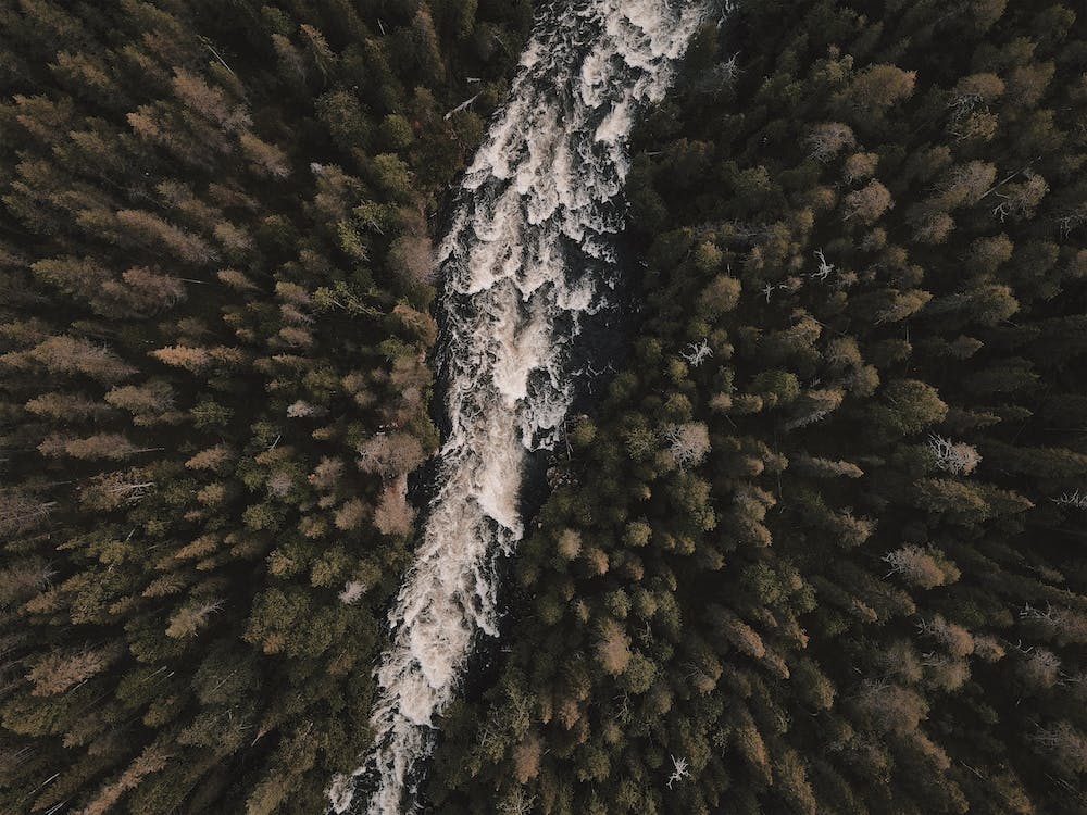 Raging River In Forest