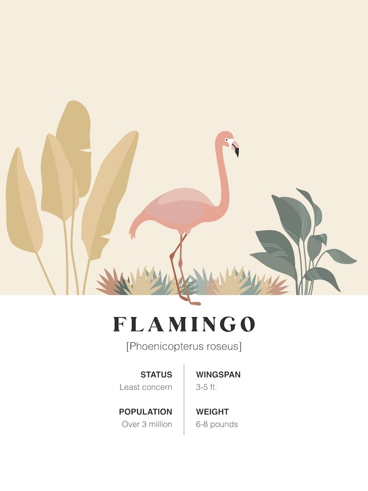 Flamingo - Jungle Fact