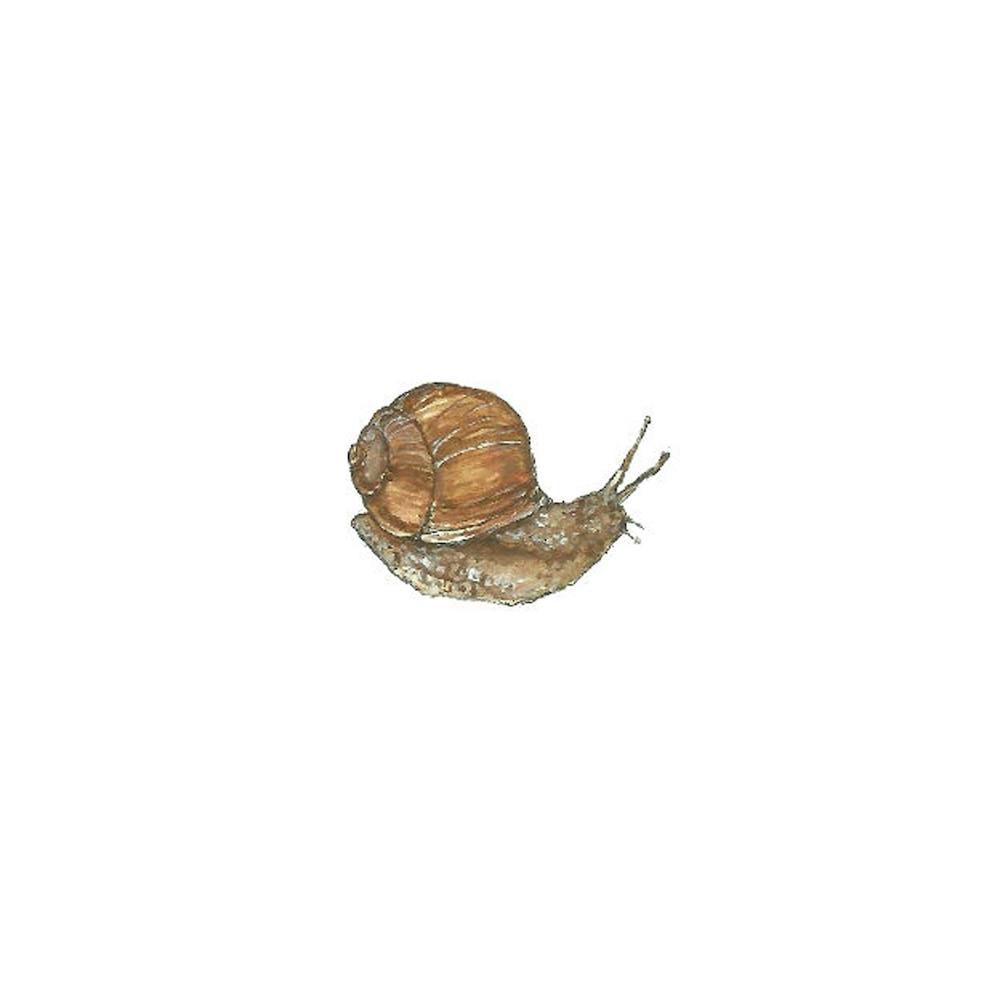 Snail
