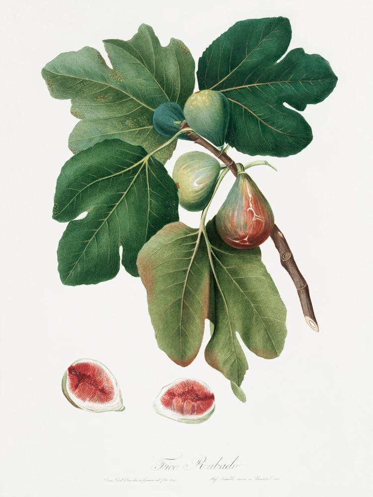 Common Fig (Ficus Carica Sativa) From Pomona Italiana (1817 - 1839), Giorgio Gallesio 1