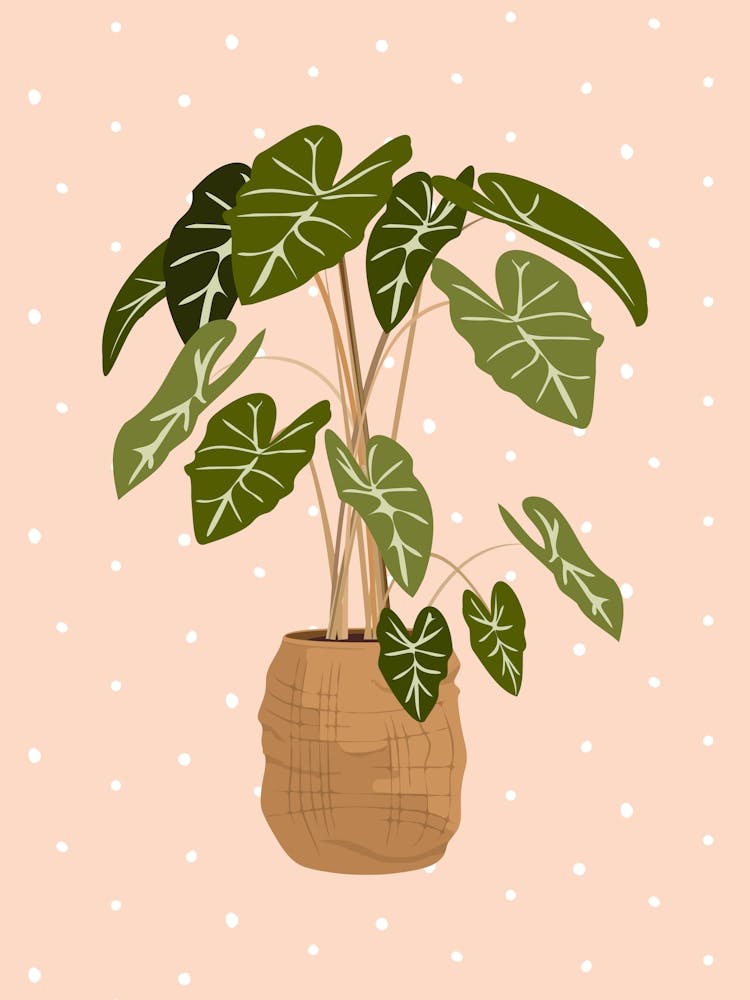 Boho Polkadot Peach Houseplant