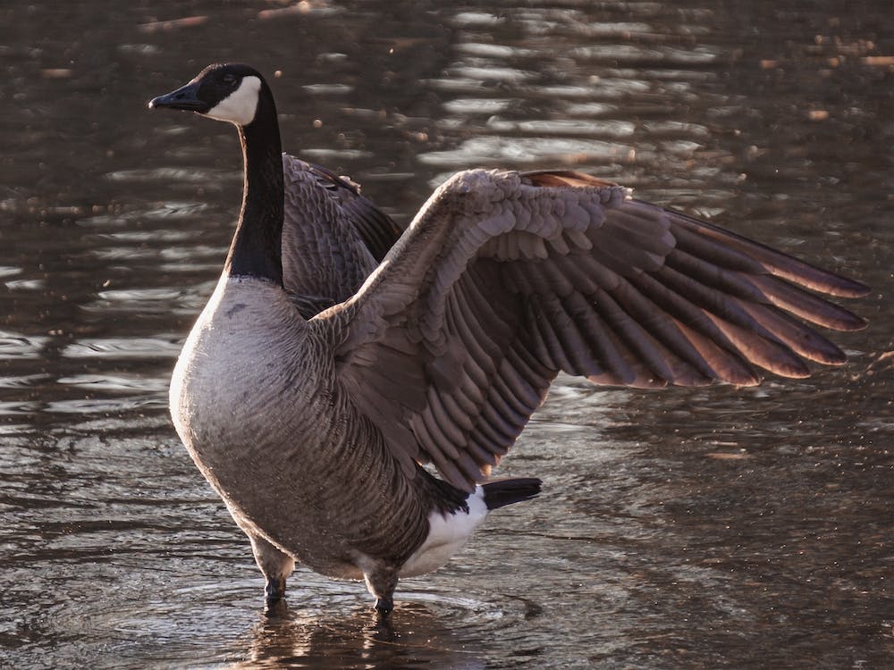 Goose Flapping Wings