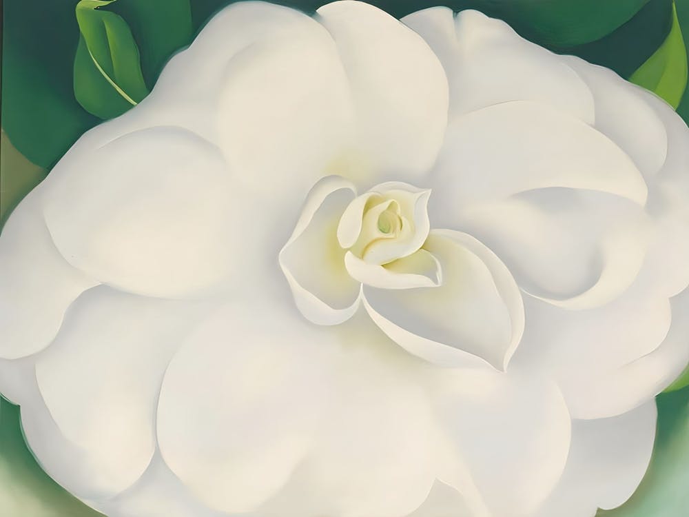 Georgia O'Keeffe - A White Camellia