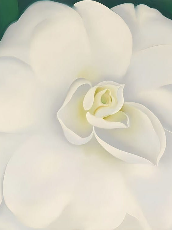 Georgia O'Keeffe - A White Camellia