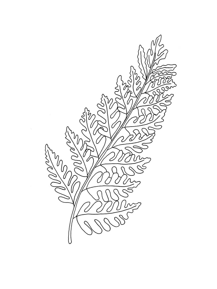 Fern Leaf Line