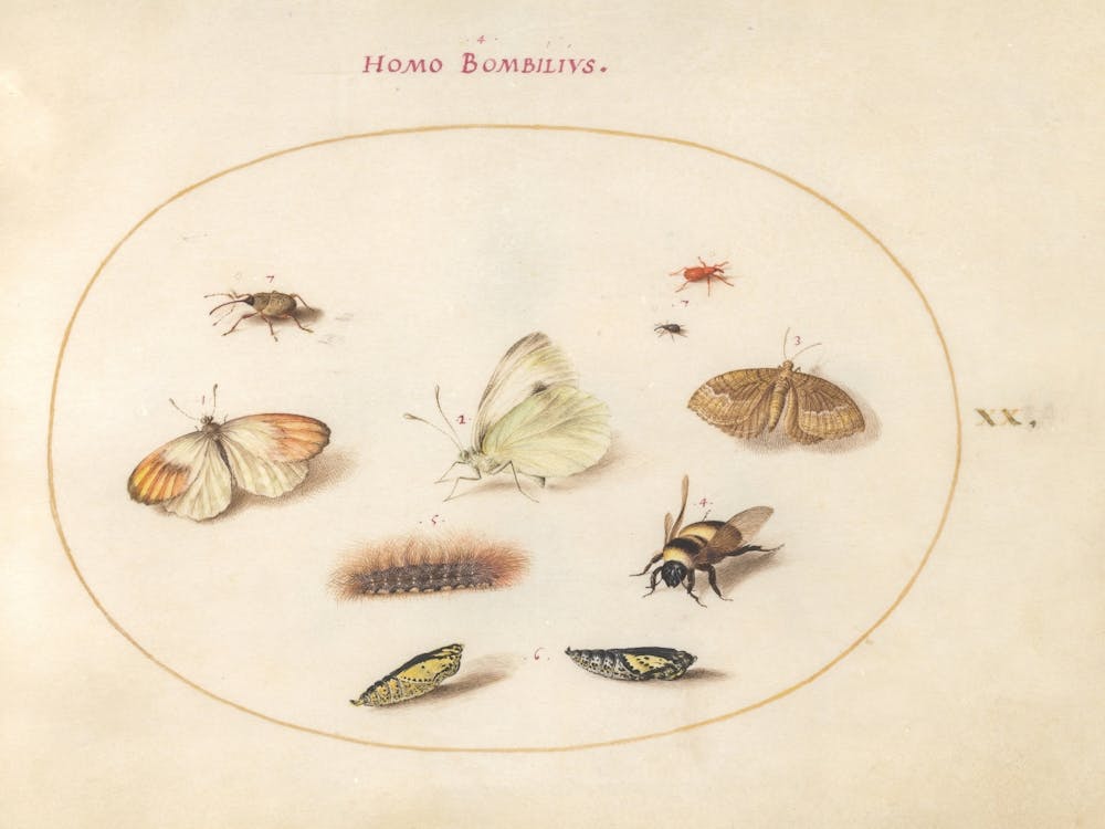 Three Butterflies, A Caterpillar, A Bee, Two Chrysalides, And Three Weevils, Joris Hoefnagel