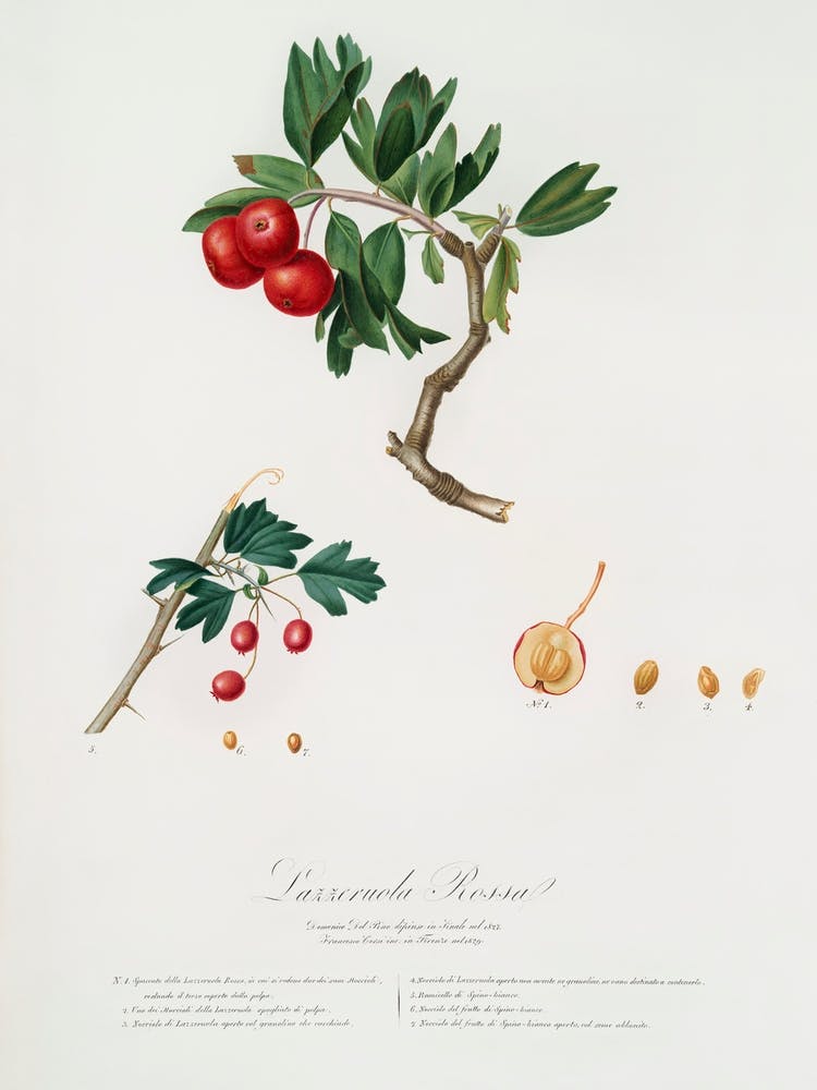 Red Thorn Apple (Crataegus Poliossea Sterilis) From Pomona Italiana (1817 1839), Giorgio Gallesio