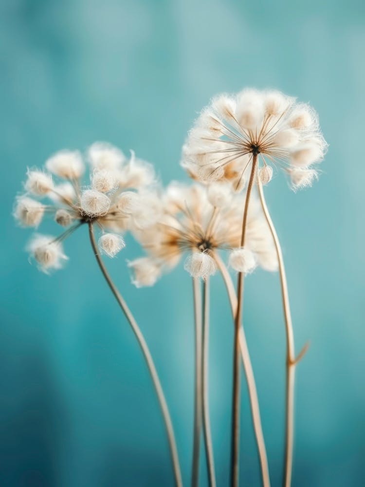Fluffy Flowers