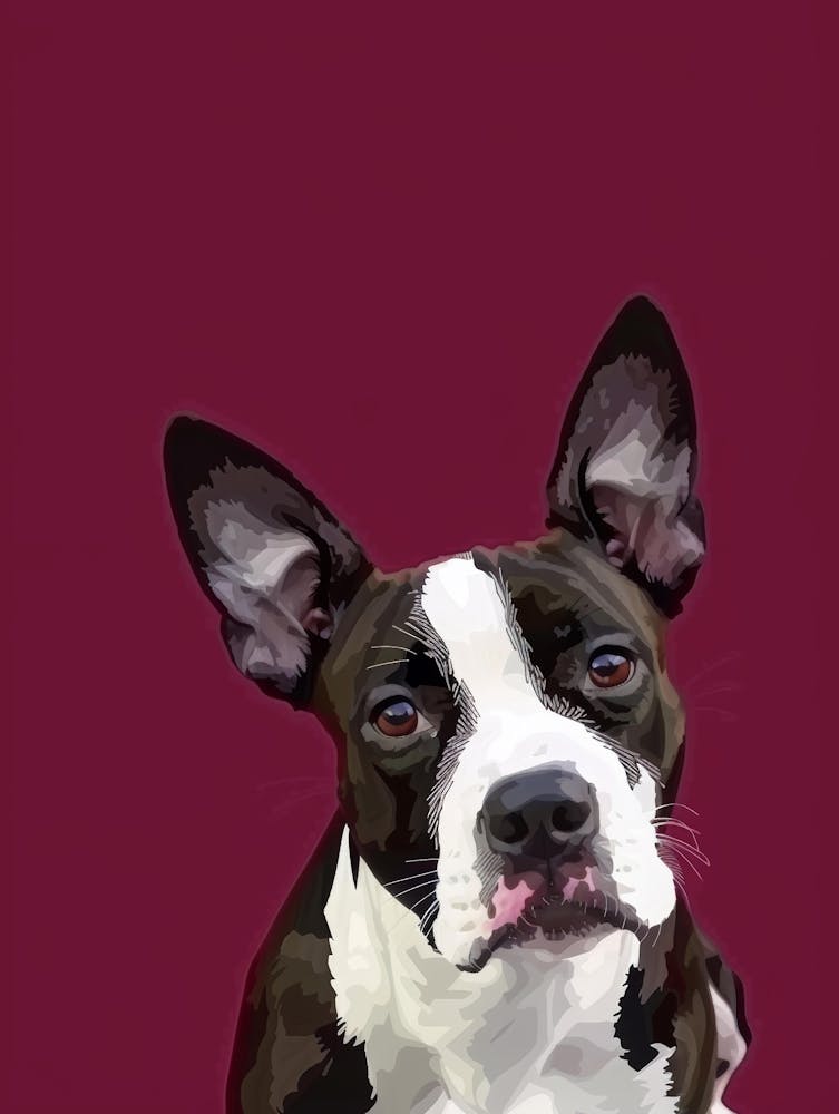 Boston Terrier 2