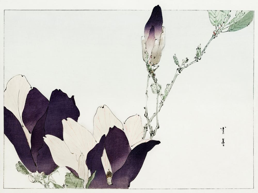 Purple Magnolia Illustration From Bijutsu Sekai (1893 1896), Watanabe Seitei