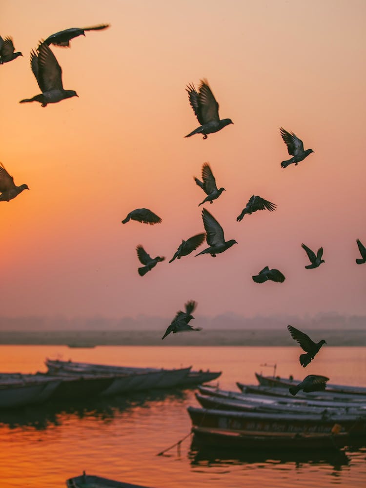 Oiseaux de Varanasi au Lever du Soleil