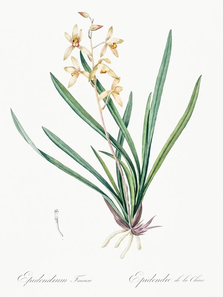 Illustration Epidendrum Sinense, Pierre Joseph Redoute