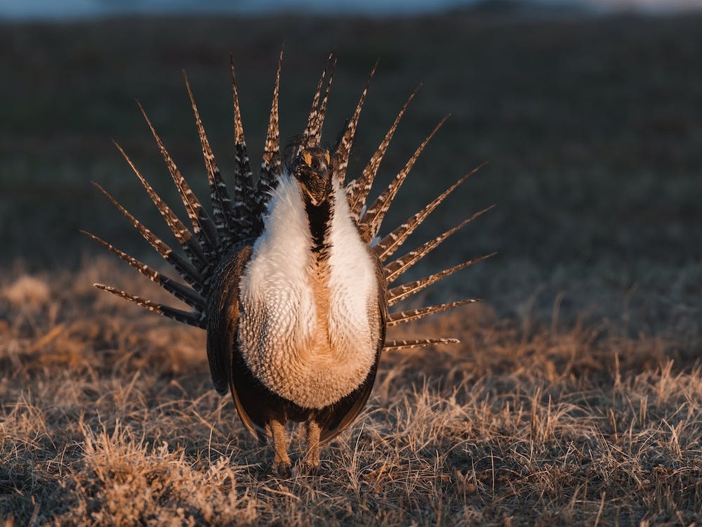 Sage Grouse Sunset