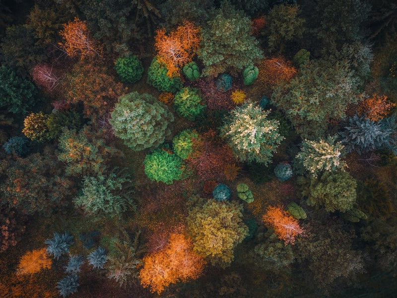 Colorful Garden