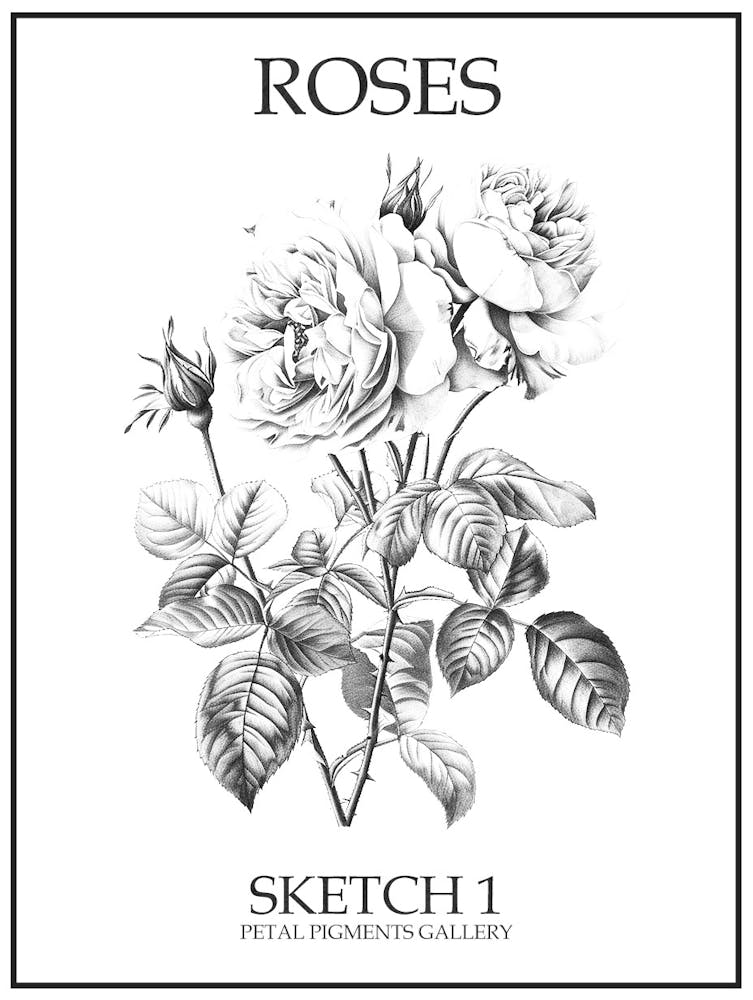 Roses Sketch 1 Poster