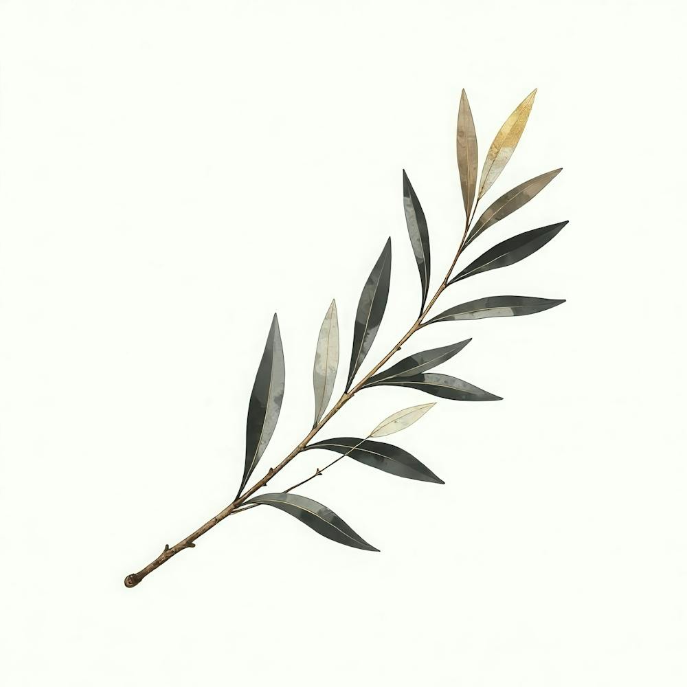 Olive Branch