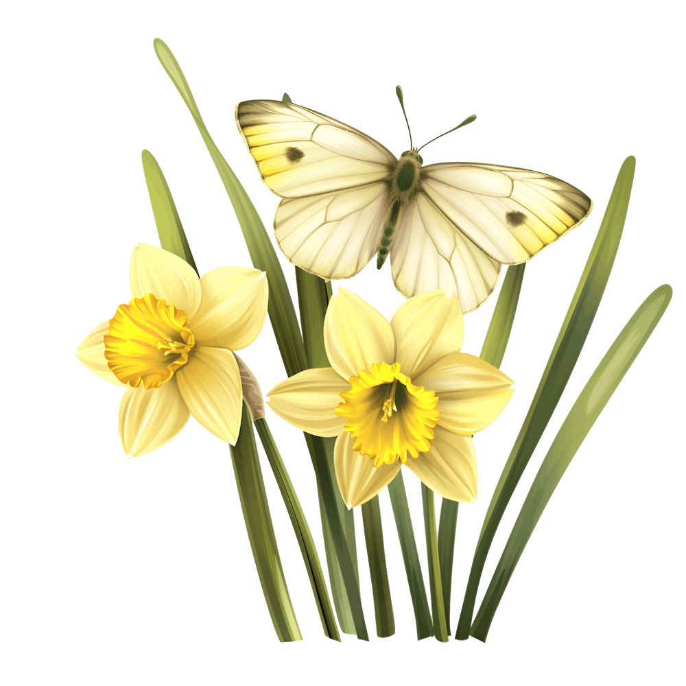 Daffodils And Butterfly