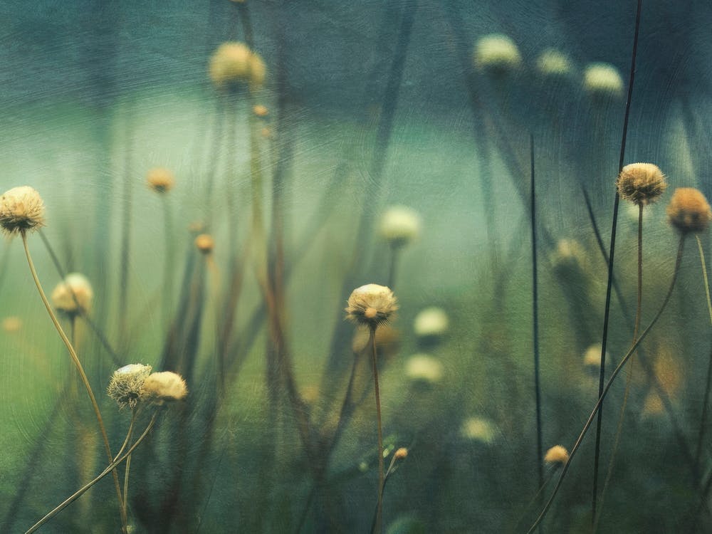 Nostalgic Nature No 13 1