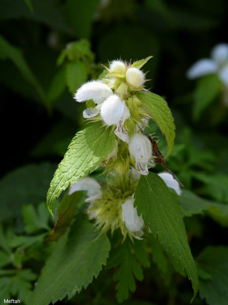 White Hibiscus