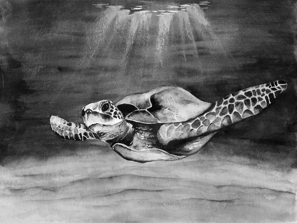 Sea Turtle 2