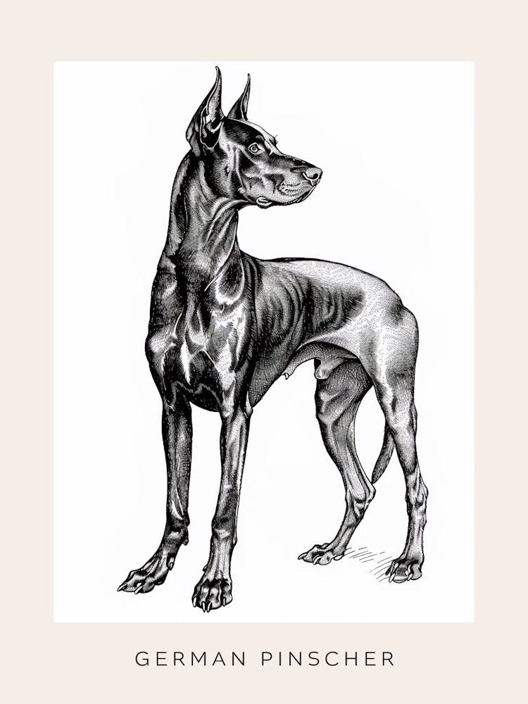 German Pinscher Dog Line Art 2 Poster