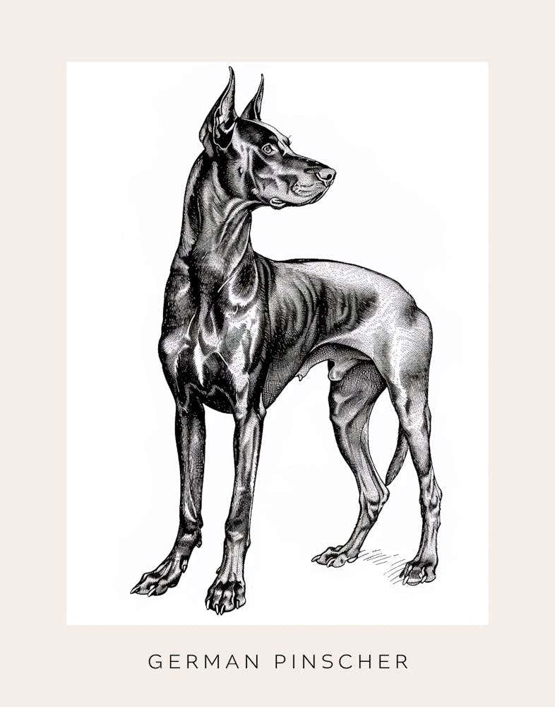 German Pinscher Dog Line Art 2 Poster