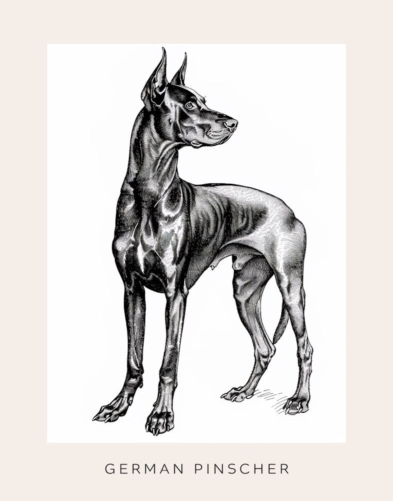 German Pinscher Dog Line Art 2 Poster