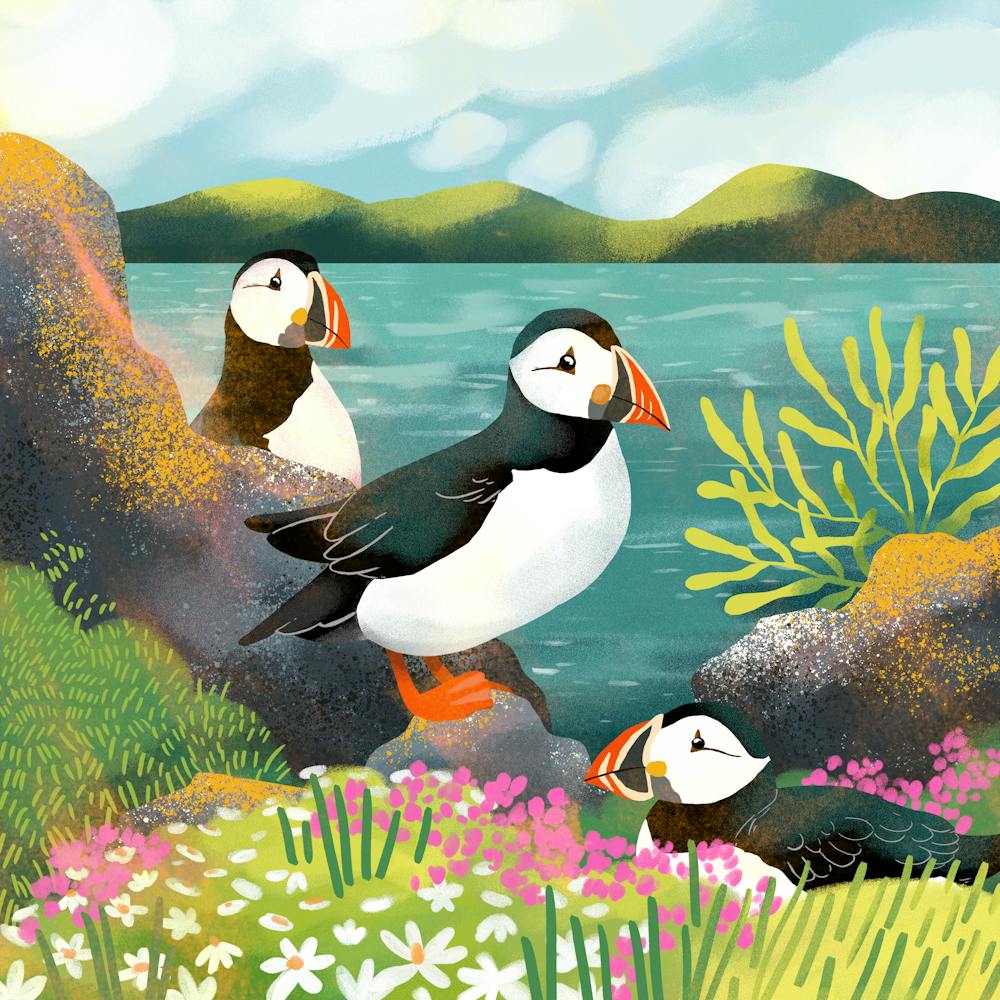 Puffins on the shore
